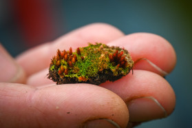 While detailed results are not yet available, the extension of studied taxonomic groups and research areas resulted in at least another 1000 species.